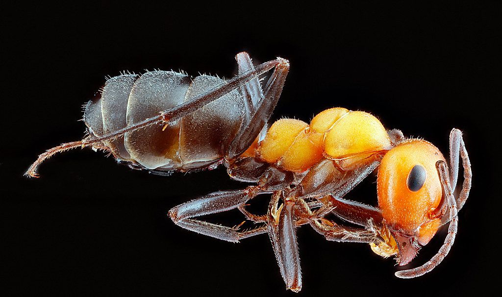Ant Control service in Allentown, PA