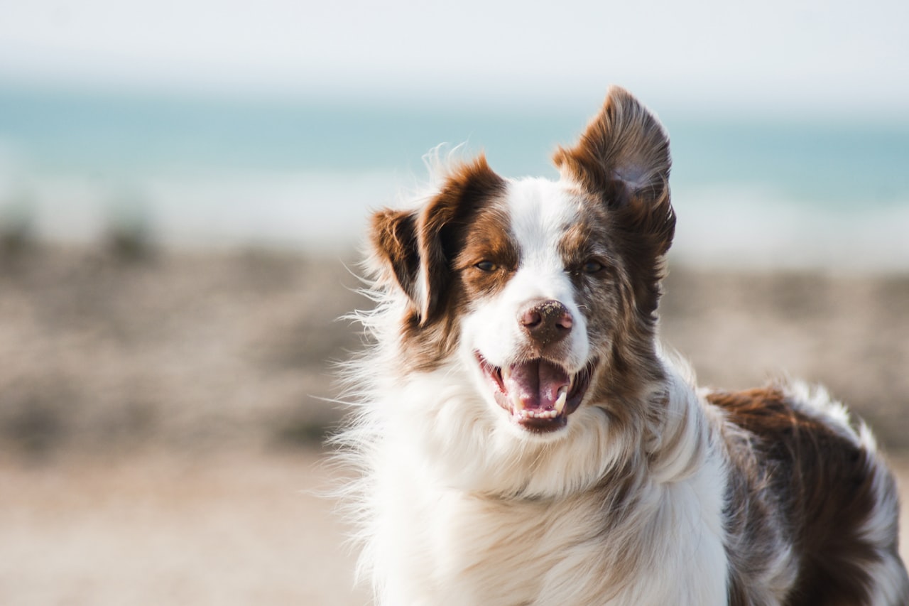 Flea & Tick Control service in Allentown, PA