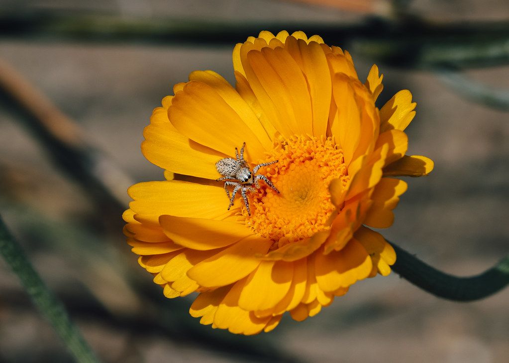 Spider Control service in Allentown, PA